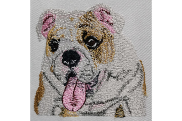 English Bulldog