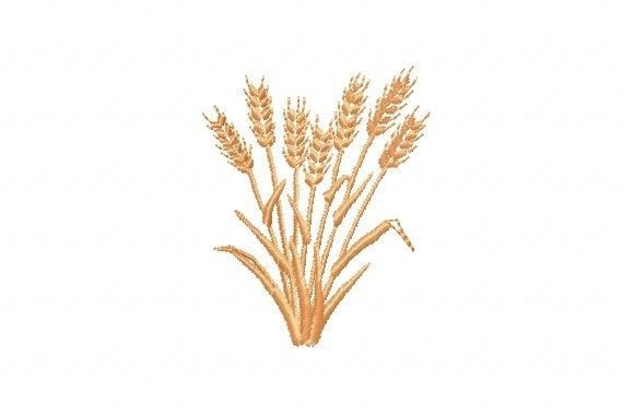 Wheat